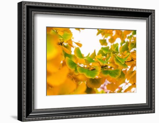 Green butterflies-Philippe Sainte-Laudy-Framed Photographic Print