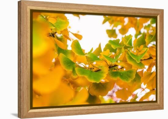 Green butterflies-Philippe Sainte-Laudy-Framed Premier Image Canvas