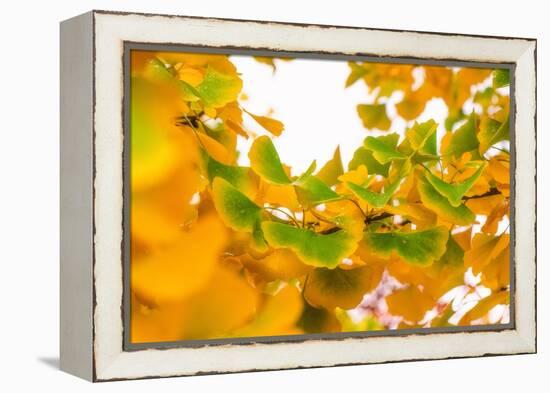 Green butterflies-Philippe Sainte-Laudy-Framed Premier Image Canvas