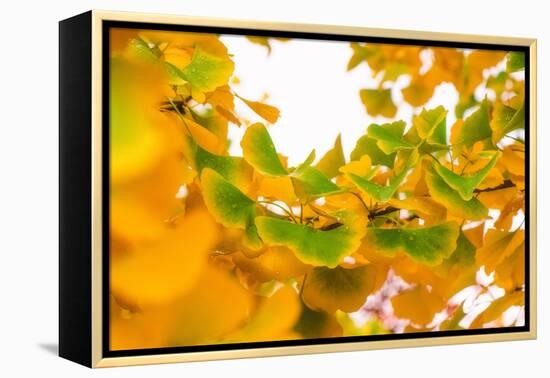 Green butterflies-Philippe Sainte-Laudy-Framed Premier Image Canvas