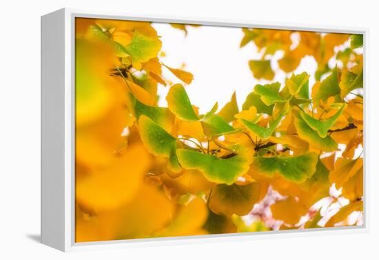 Green butterflies-Philippe Sainte-Laudy-Framed Premier Image Canvas