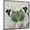 Green Butterfly-Alan Hopfensperger-Mounted Art Print