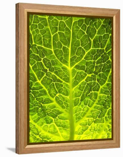 Green Cabbage-null-Framed Premier Image Canvas