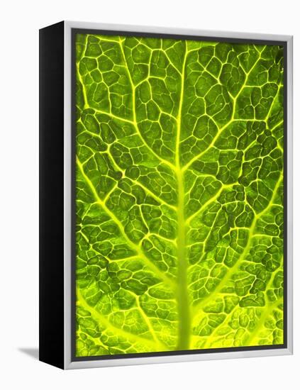 Green Cabbage-null-Framed Premier Image Canvas