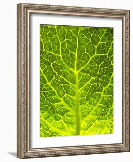 Green Cabbage-null-Framed Photographic Print