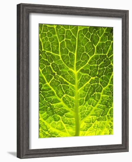 Green Cabbage-null-Framed Photographic Print