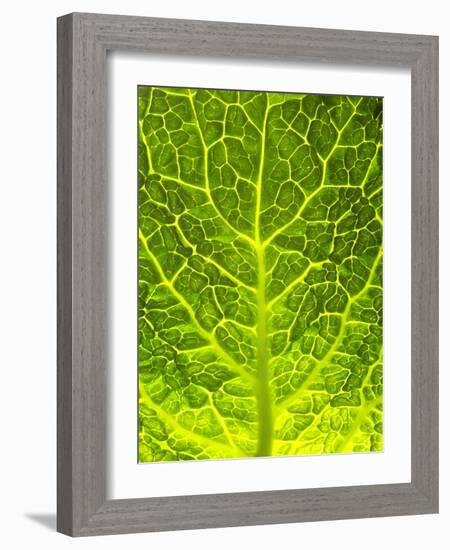 Green Cabbage-null-Framed Photographic Print