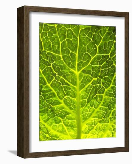 Green Cabbage-null-Framed Photographic Print