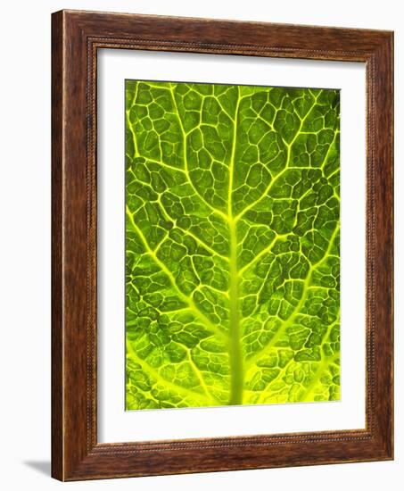 Green Cabbage-null-Framed Photographic Print