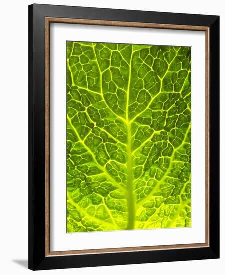 Green Cabbage-null-Framed Photographic Print