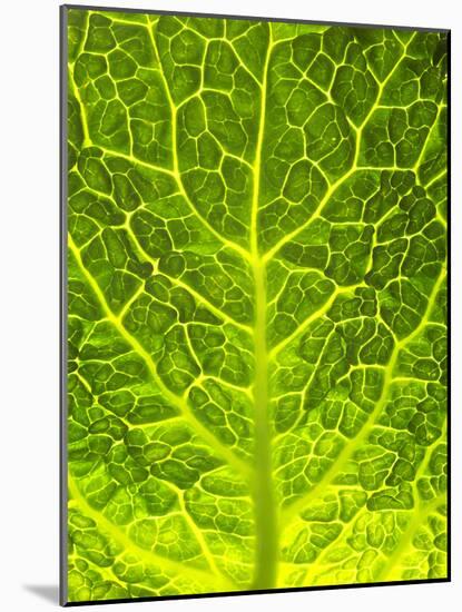 Green Cabbage-null-Mounted Photographic Print