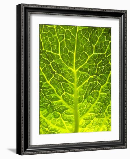 Green Cabbage-null-Framed Photographic Print