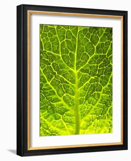 Green Cabbage-null-Framed Photographic Print