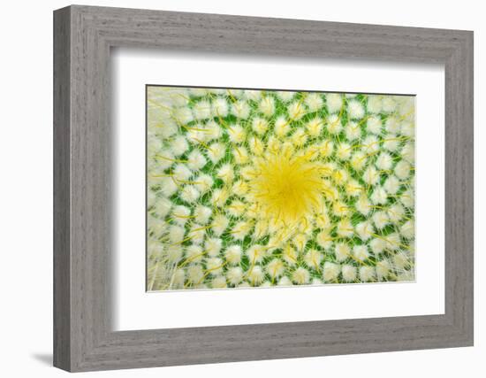 Green Cactus and Yellow Prickles (Very Largly).-Ruslan Grechka-Framed Photographic Print