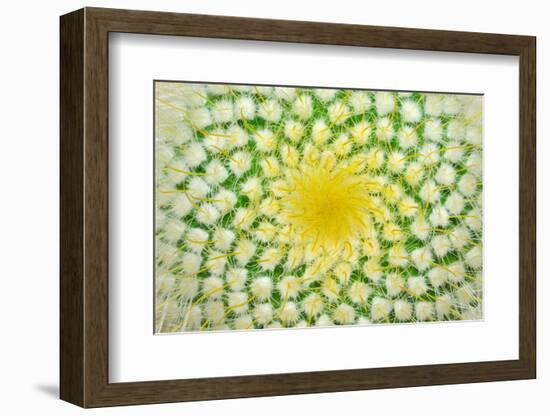 Green Cactus and Yellow Prickles (Very Largly).-Ruslan Grechka-Framed Photographic Print