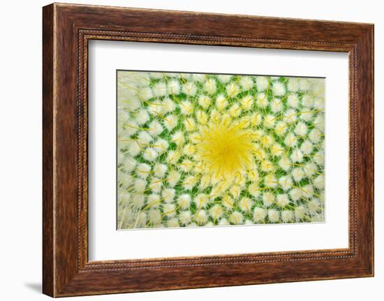 Green Cactus and Yellow Prickles (Very Largly).-Ruslan Grechka-Framed Photographic Print