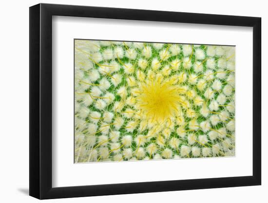 Green Cactus and Yellow Prickles (Very Largly).-Ruslan Grechka-Framed Photographic Print