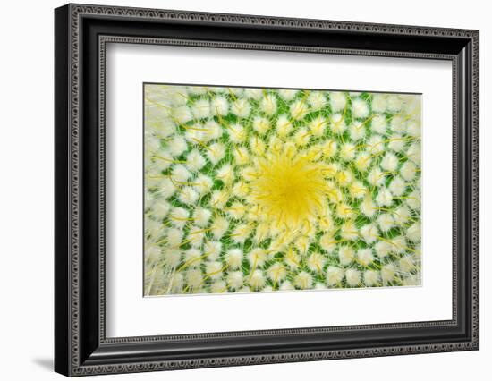 Green Cactus and Yellow Prickles (Very Largly).-Ruslan Grechka-Framed Photographic Print