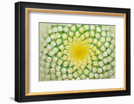 Green Cactus and Yellow Prickles (Very Largly).-Ruslan Grechka-Framed Photographic Print