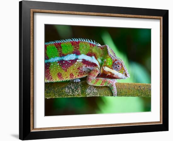 Green Chameleon on the Green Grass-Fedor Selivanov-Framed Photographic Print