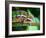 Green Chameleon on the Green Grass-Fedor Selivanov-Framed Photographic Print