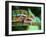 Green Chameleon on the Green Grass-Fedor Selivanov-Framed Photographic Print