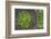 Green Chillies in Hpa an Morning Market, Kayin State (Karen State), Myanmar (Burma), Asia-Matthew Williams-Ellis-Framed Photographic Print