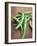 Green Chillies-Tara Fisher-Framed Photographic Print