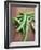 Green Chillies-Tara Fisher-Framed Photographic Print