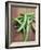 Green Chillies-Tara Fisher-Framed Photographic Print