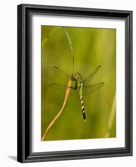 Green Clearwing Dragonfly-Adam Jones-Framed Photographic Print