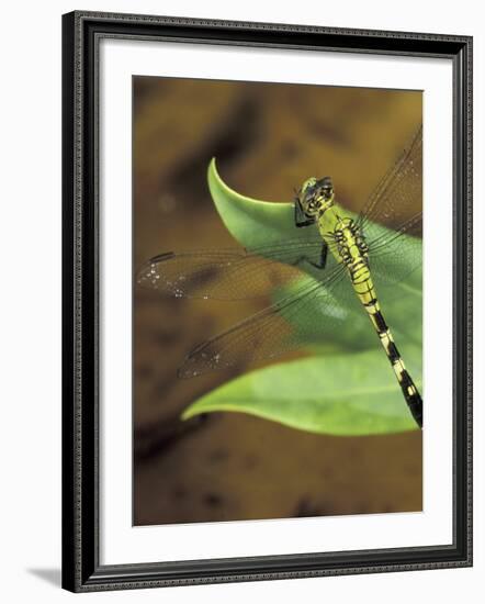 Green Clearwing on Twig, Key West Lighthouse, Florida, USA-Maresa Pryor-Framed Photographic Print