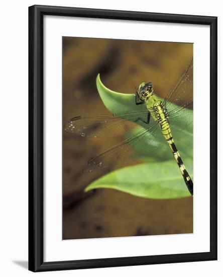 Green Clearwing on Twig, Key West Lighthouse, Florida, USA-Maresa Pryor-Framed Photographic Print