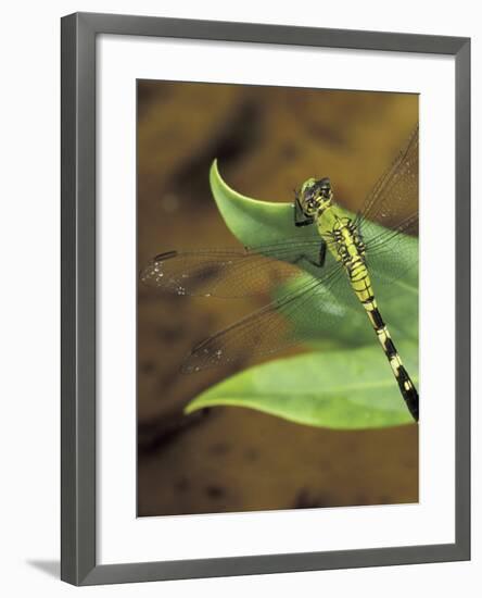 Green Clearwing on Twig, Key West Lighthouse, Florida, USA-Maresa Pryor-Framed Photographic Print