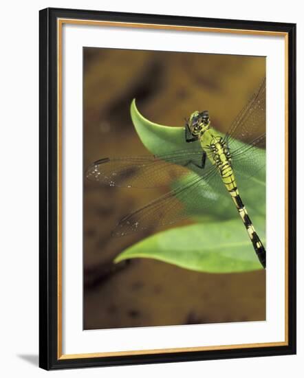 Green Clearwing on Twig, Key West Lighthouse, Florida, USA-Maresa Pryor-Framed Photographic Print
