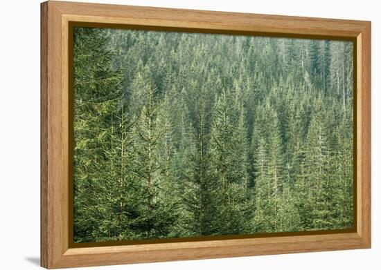 Green Coniferous Forest with Old Spruce, Fir and Pine Trees-zlikovec-Framed Premier Image Canvas