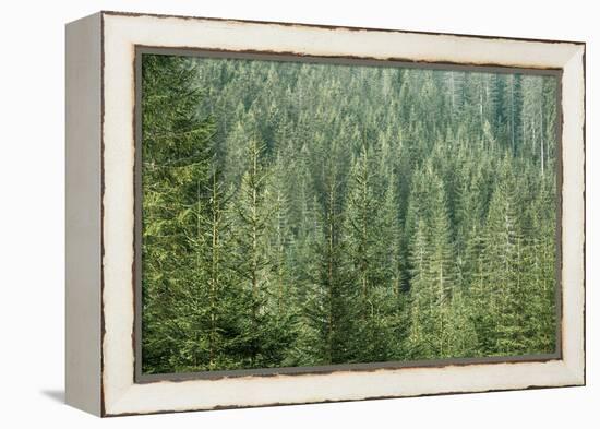 Green Coniferous Forest with Old Spruce, Fir and Pine Trees-zlikovec-Framed Premier Image Canvas