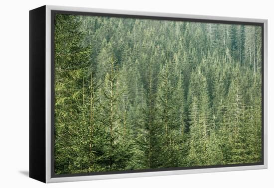 Green Coniferous Forest with Old Spruce, Fir and Pine Trees-zlikovec-Framed Premier Image Canvas