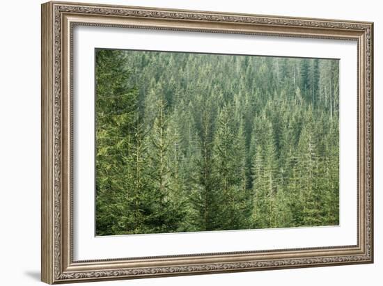 Green Coniferous Forest with Old Spruce, Fir and Pine Trees-zlikovec-Framed Photographic Print