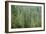 Green Coniferous Forest with Old Spruce, Fir and Pine Trees-zlikovec-Framed Photographic Print