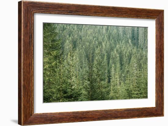 Green Coniferous Forest with Old Spruce, Fir and Pine Trees-zlikovec-Framed Photographic Print