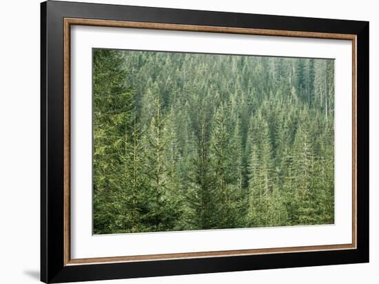 Green Coniferous Forest with Old Spruce, Fir and Pine Trees-zlikovec-Framed Photographic Print