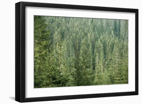 Green Coniferous Forest with Old Spruce, Fir and Pine Trees-zlikovec-Framed Photographic Print