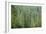 Green Coniferous Forest with Old Spruce, Fir and Pine Trees-zlikovec-Framed Photographic Print