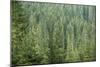 Green Coniferous Forest with Old Spruce, Fir and Pine Trees-zlikovec-Mounted Photographic Print