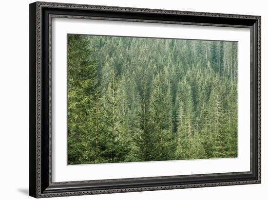 Green Coniferous Forest with Old Spruce, Fir and Pine Trees-zlikovec-Framed Photographic Print