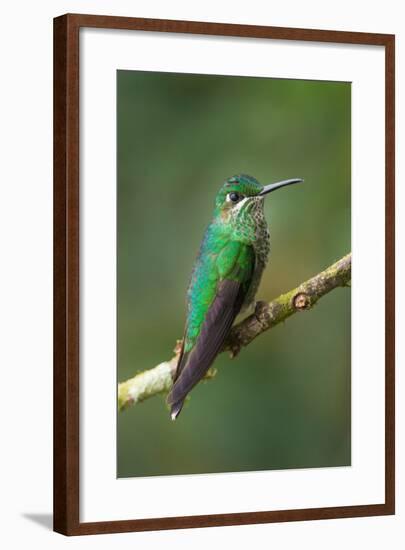 Green-Crowned Brilliant (Heliodoxa jacula), Savegre, Costa Rica-null-Framed Photographic Print