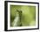 Green Crowned Brilliant Hummingbird, Costa Rica-Edwin Giesbers-Framed Photographic Print