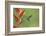 Green-crowned brilliant hummingbird, Costa Rica-Melvin Grey-Framed Photographic Print