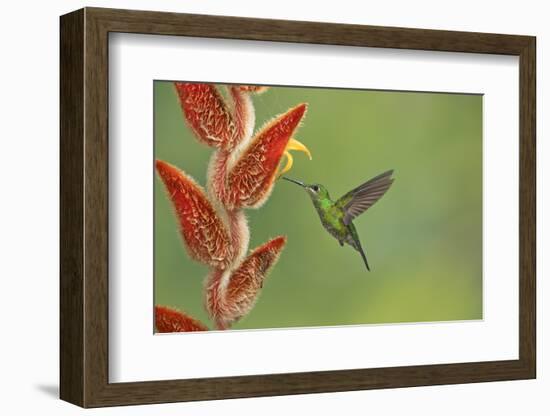 Green-crowned brilliant hummingbird, Costa Rica-Melvin Grey-Framed Photographic Print